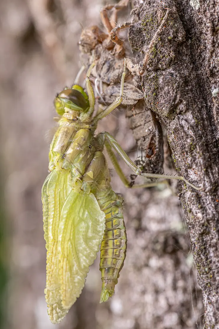 Grosser Blaupfeil (Orthetrum cancellatum) [1]